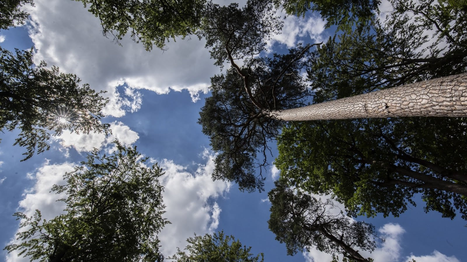Haguenau : une forêt d’exception à parcourir à vélo